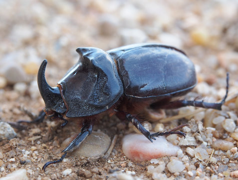 escarabajo rinoceronte 2