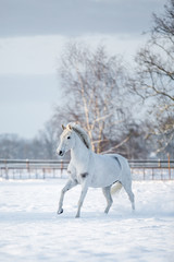 Plakat Ponys im Schnee