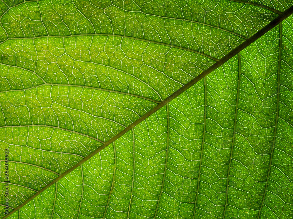 Wall mural green leaf texture