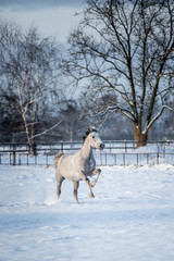 Fototapeta na wymiar Ponys im Schnee