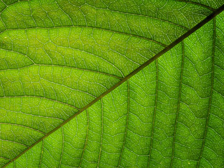 green leaf texture