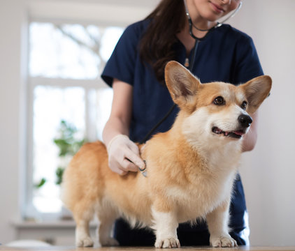 Veterinary surgeon and corgi dog at vet clinic