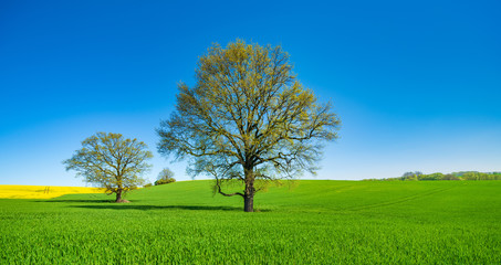Fototapeta na wymiar Oak Trees in Gree Field, Springtime Landscape under Blue Sky