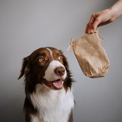 Border Collie really wants a treat in a package