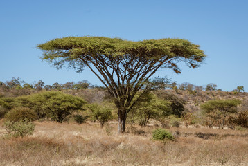 Fototapeta na wymiar Umbrella acacia trees tend to be isolated from any other large plants in Botswana