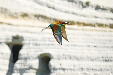  fliegender Bienenfresser (Merops apiaster) mit Beute im Schnabel - European bee-eater