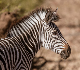 Fototapeta na wymiar Close-up profile of a zebra in Botswana