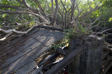 tree house covered with roots and stems