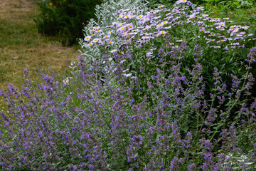 Obraz premium Flowers of Nepeta (лат. Nepeta cataria) in natural background