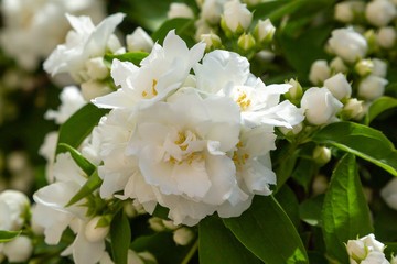 White flowers of Philadelphus. Philadelphus is ornamental flowering shrubs in the garden