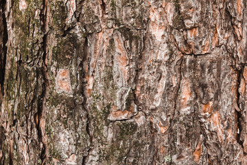bark of a tree