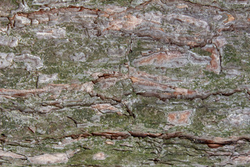 old stone wall with moss
