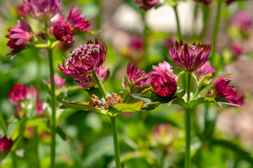 Fototapeta premium Flowers of Astrantia major - great masterwort in garden.