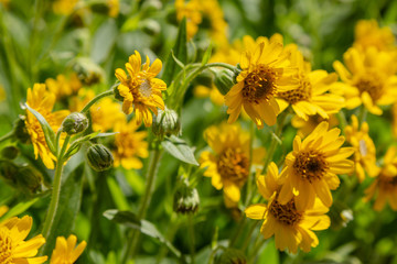 Arnica foliosa in garden. Yellow flowers Arnica foliosa. Medicinal plants in the garden.