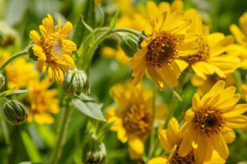 Arnica foliosa in garden. Yellow flowers Arnica foliosa. Medicinal plants in the garden.