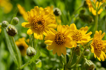 Arnica foliosa in garden. Yellow flowers Arnica foliosa. Medicinal plants in the garden.