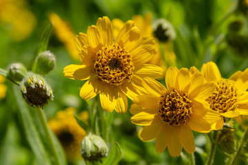 Arnica foliosa in garden. Yellow flowers Arnica foliosa. Medicinal plants in the garden.