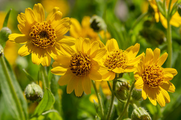 Arnica foliosa in garden. Yellow flowers Arnica foliosa. Medicinal plants in the garden.
