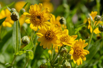 Arnica foliosa in garden. Yellow flowers Arnica foliosa. Medicinal plants in the garden.