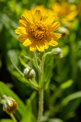 Arnica foliosa in garden. Yellow flowers Arnica foliosa. Medicinal plants in the garden.
