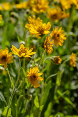 Arnica foliosa in garden. Yellow flowers Arnica foliosa. Medicinal plants in the garden.