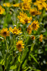 Arnica foliosa in garden. Yellow flowers Arnica foliosa. Medicinal plants in the garden.