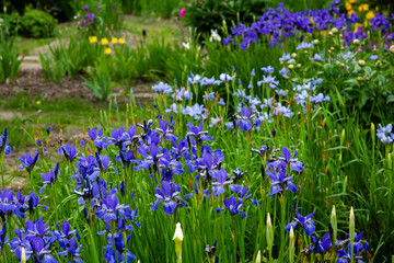 Group of blooming Siberian irises (iris sibirica) in the garden