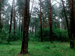 autumn landscape in summer in Russia