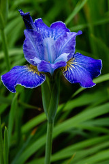 Iris sibirica in garden.Siberian iris or Siberian flag in natural background.