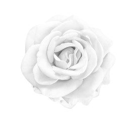 Single sweet white or gray rose flowers head blooming isolated on background with clipping path , beautiful natural patterns top view