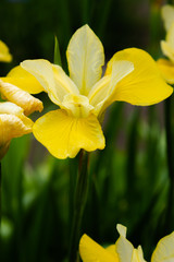 Fototapeta premium ight yellow blooming Irises xiphium (Bulbous iris, sibirica) on green background in the garden