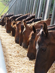 Fressende Jungpferde