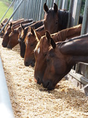 Feeding young horses