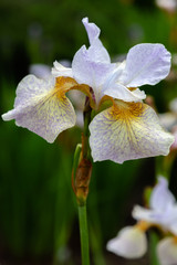 Iris sibirica (sort Salamander) in garden.Siberian iris or Siberian flag in natural background.