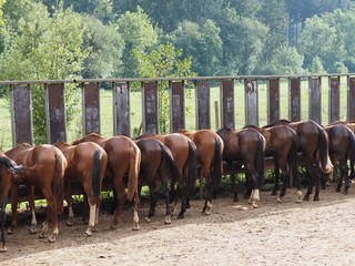 Young warmblood colts