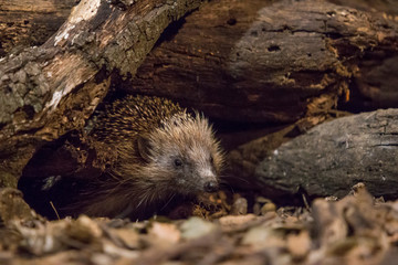 Hedgehog coming out of the burrow.