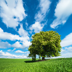 Fototapeta na wymiar Green Field with Chestnut Tree in Full Bloom, Spring Landscape under Blue Sky