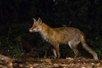 Fox in the forest at night.