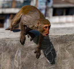 Urban monkey shows anger, while sitting on a wall in Delhi, India