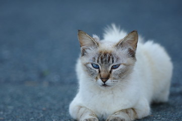 Naklejka premium 青い目の猫