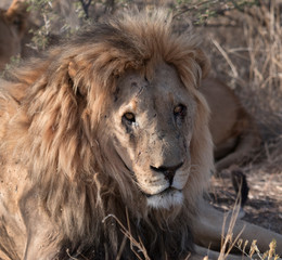 Adult male lion lies down in the short dry grass of Botswana