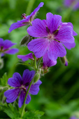 Fototapeta premium Geranium pratense in garden. Purple flowers of geranium pratense. F