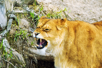 lioness