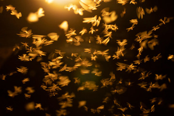 Abstract and magical image of flying moths.