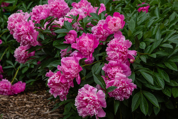 Abundant flowering pink or purple peonies in the garden. Beautiful peony flowers.