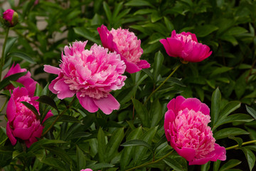 Abundant flowering pink or purple peonies in the garden. Beautiful peony flowers.