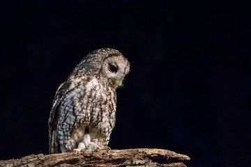 Tawny owl at night on your branch.