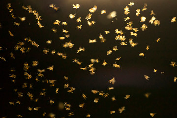 Abstract and magical image of flying moths.