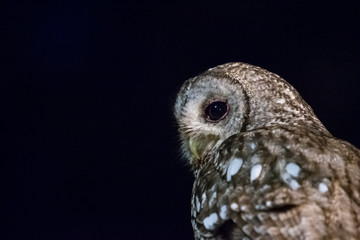 Portrait of tawny owl.