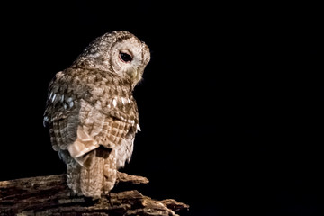 Tawny owl in the dark.